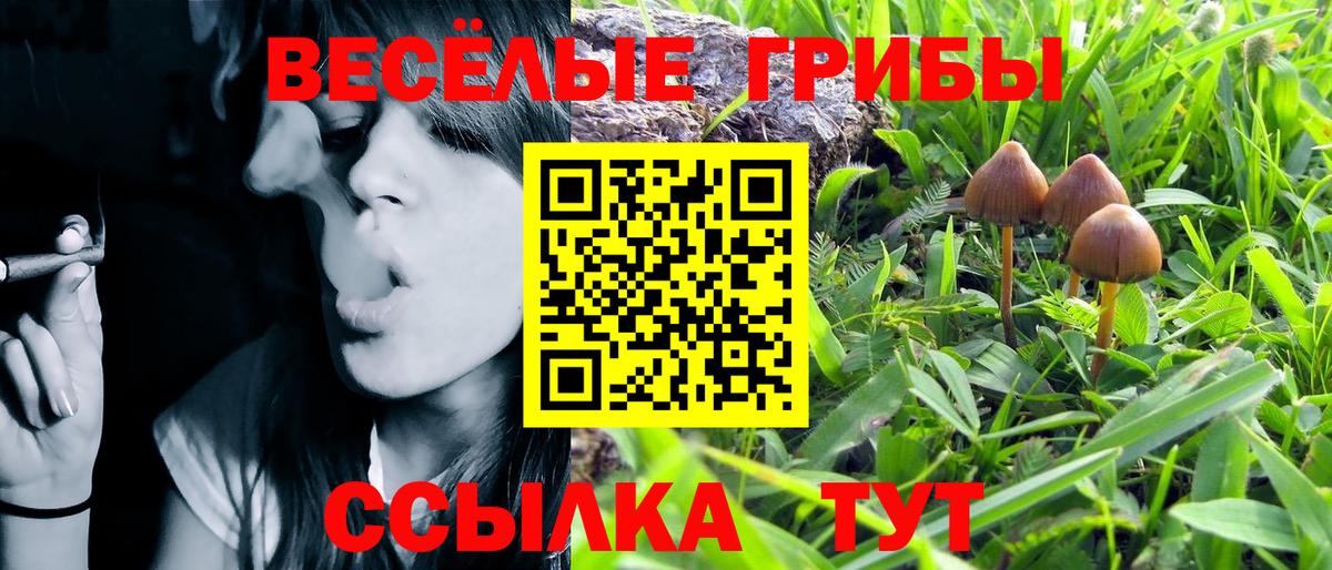 Галлюциногенные грибы Psilocybine cubensis Назрань